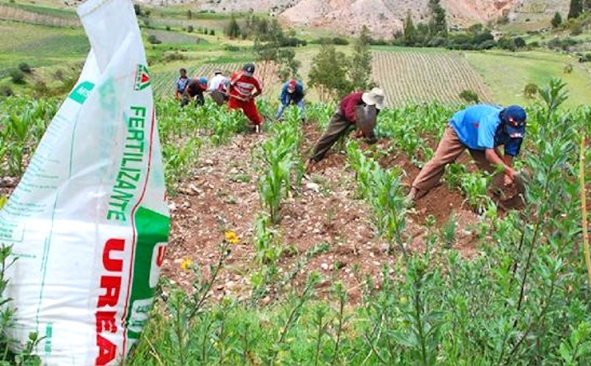 El arroz, la papa y el maíz amarillo duro, que representan el 25% de la producción agrícola, dependen de los fertilizantes nitrogenados. (Cortesía: Midagri)